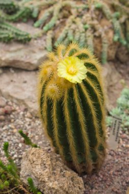 Sarı çiçekli kaktüsler.