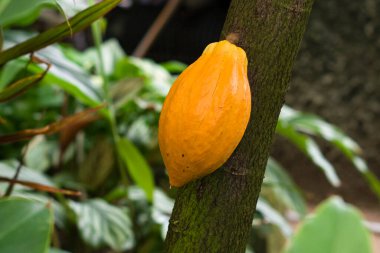 Kakao meyvesi ağaçta yetişiyor.