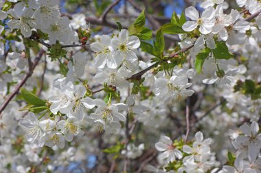 Kiraz ağacının bir çiçek