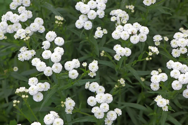 Άσπρα λουλούδια κήπων — Φωτογραφία Αρχείου