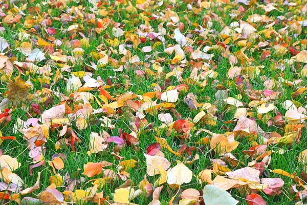 Padající listí na zelenou trávu — Stock fotografie