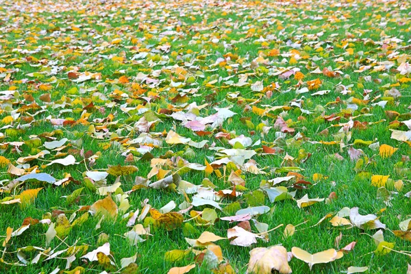 Spadané listí ze stromů na sestřižený trávník — Stock fotografie