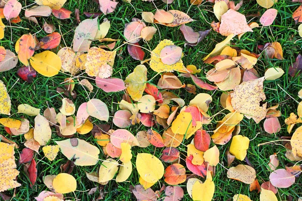 Spadané listí ze stromů na ostříhané zelené trávě — Stock fotografie