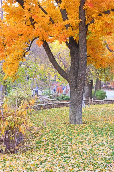 Árvore no parque outono — Fotografia de Stock