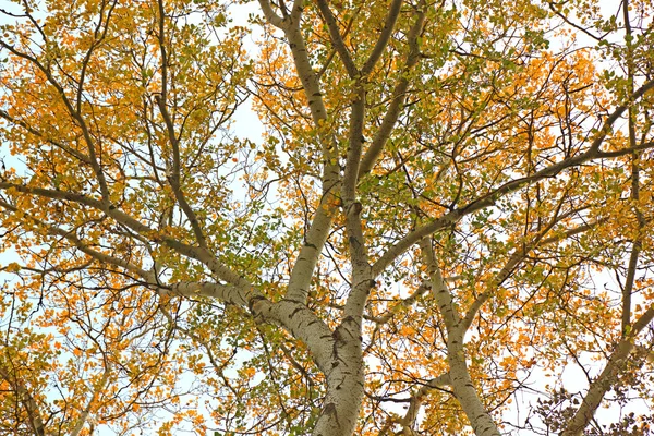 Větev stromu s žluté listy — Stock fotografie