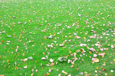 ağaçlarından düşen yapraklar yeşil çimenlerin üzerinde