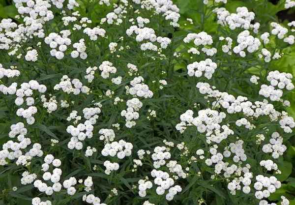Μικρό λευκό αιώνιο Μπους λουλούδια — Φωτογραφία Αρχείου