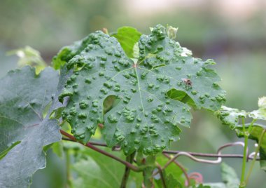 hastalıklı yaprak üzüm yakın çekim