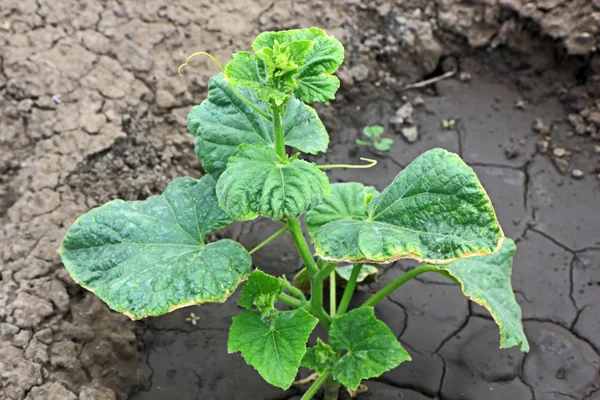 Cucumber leaves with yellowed edges — Stock Photo, Image