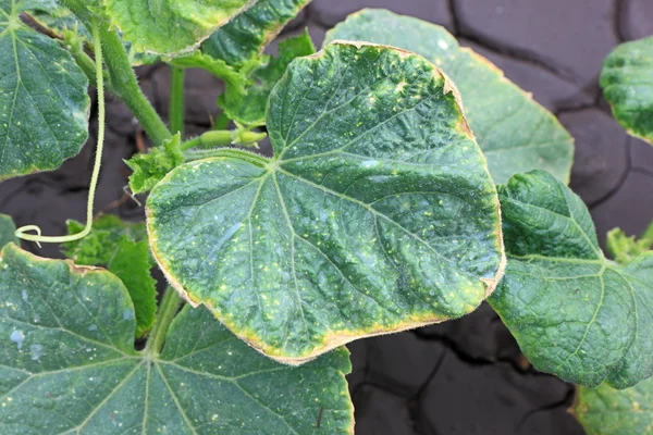 Cucumber leaves with yellowed edges — Stock Photo, Image