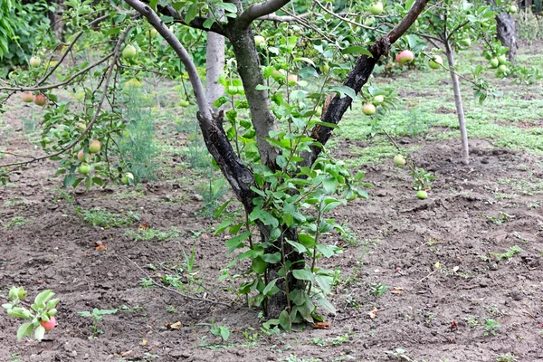 Blackened trunk of apple trees diseased — Stock Photo, Image