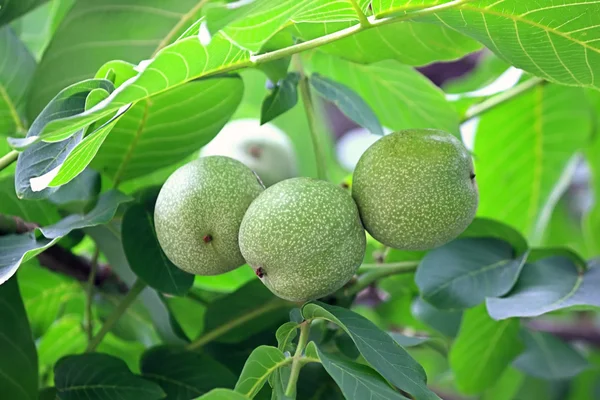 Tres nueces en una rama —  Fotos de Stock