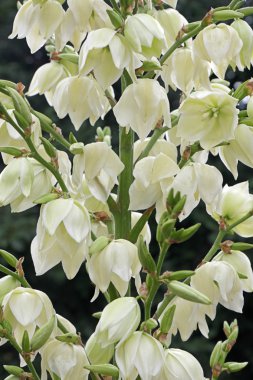 Yucca Filamentosa flowers clipart