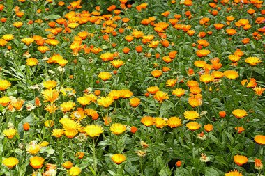 Arka planını çiçekler? filtresini kullanarak alendula