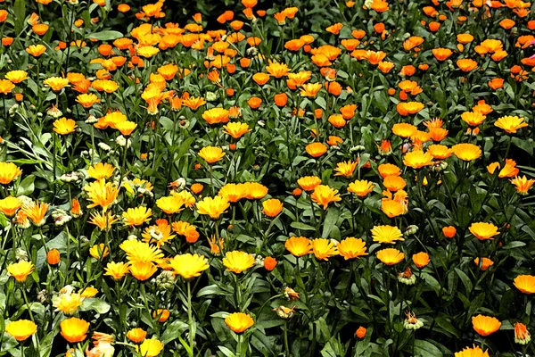 Fondo de flores jalá alendula usando filtro —  Fotos de Stock