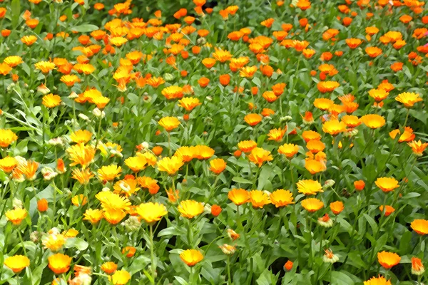 Fondo de flores jalá alendula usando filtro —  Fotos de Stock