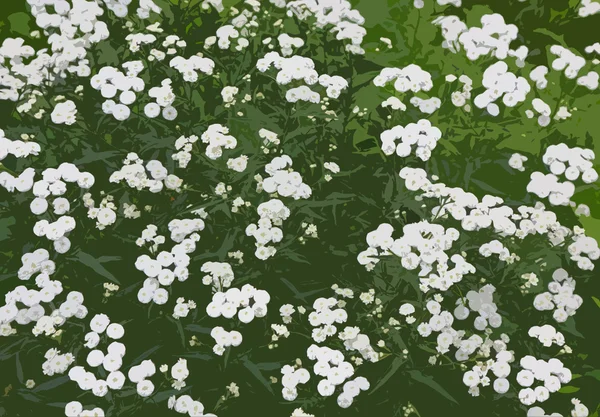 Achtergrond van kleine witte bloemen met filter — Stockfoto