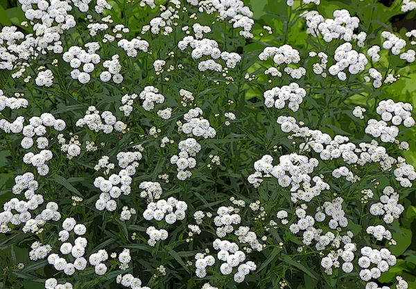 Φόντο άσπρα λουλούδια χρήση φίλτρου — Φωτογραφία Αρχείου