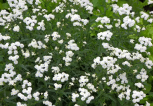 Sfondo di piccoli fiori bianchi con filtro Fotografia Stock