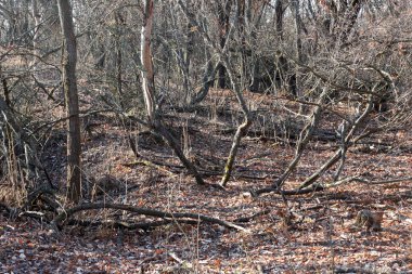 Sonbahar ormandaki ağaçlar kuru