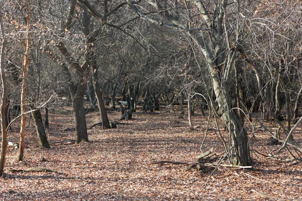 Сухі дерева в осінньому лісі — стокове фото