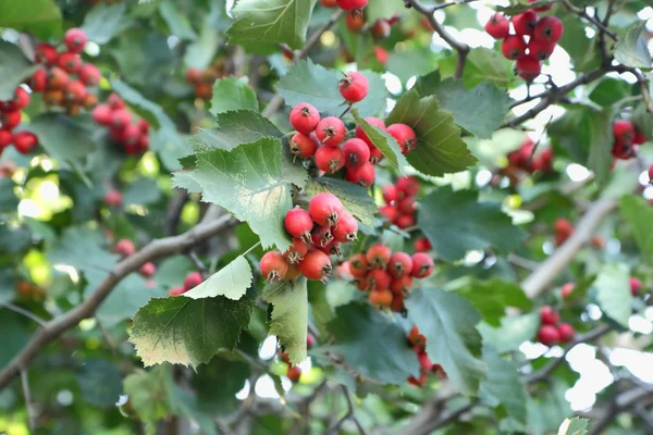 Κλαδιά από ένα ώριμο hawthorn — Φωτογραφία Αρχείου