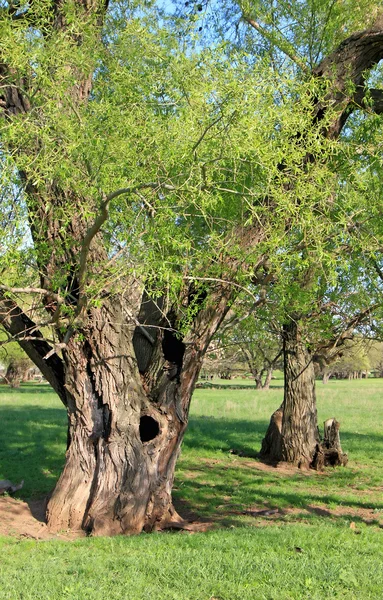 İki yaşlı ağaçlar yakın çekim — Stok fotoğraf