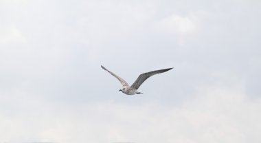 Gökyüzünde uçan bir martı.