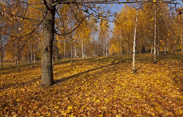 the autumn wood
