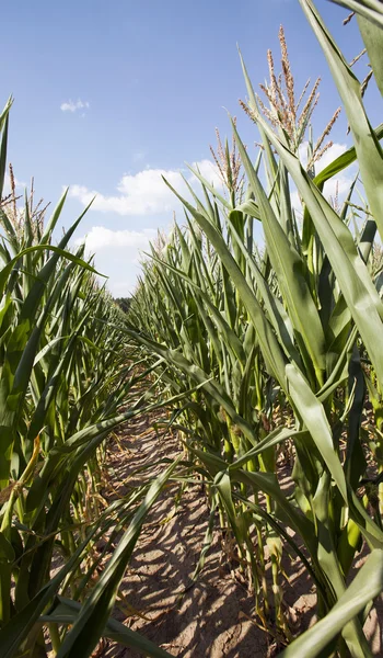 Corn field, summer time