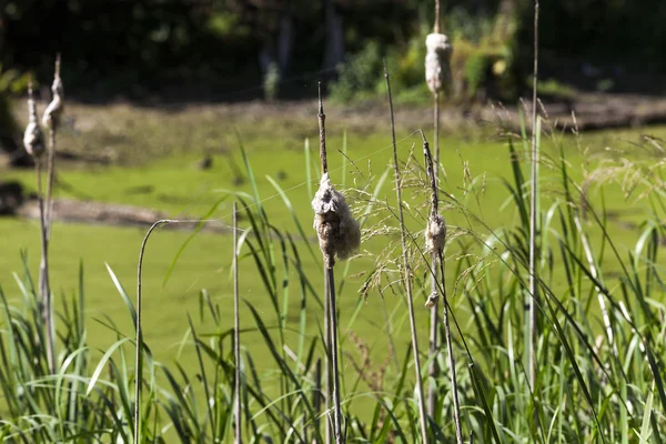 swamp, the end of summer