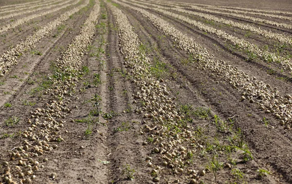 Harvesting onion field