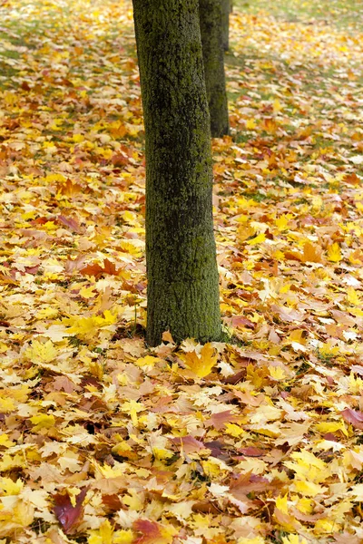 fallen leaves.   Park.