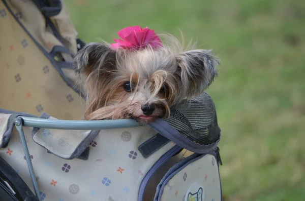 Nahaufnahme eines sehr süßen yorkie pup — Stockfoto