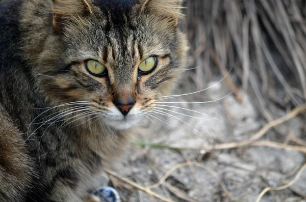 Hosszúszőrű vadon macska portréja — Stock Fotó