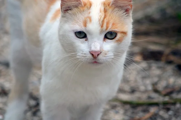 Perfil de un gato ferial blanco y naranja joven — Foto de Stock