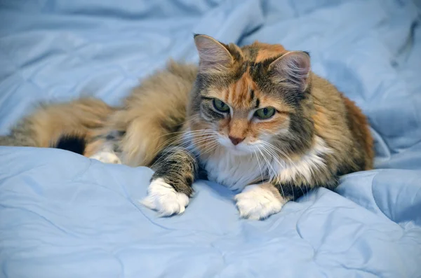 光青キルトに横たわる子猫 — ストック写真