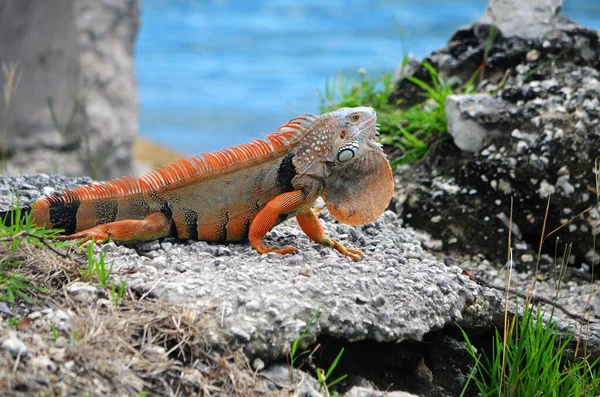 Iguana Macho Laranja Durante Época Acasalamento — Fotografia de Stock