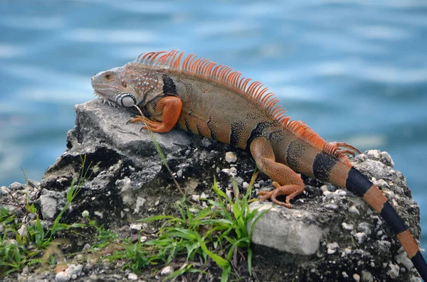 Male Orange Iguana Mating Season — Stock Photo, Image