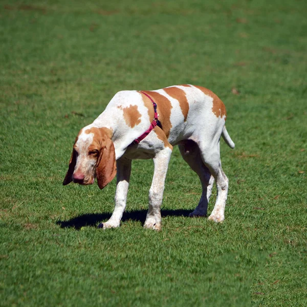 Bracco Italiano Ein Italienischer Jagdhund Der Langsam Auf Dem Rasen — Stockfoto