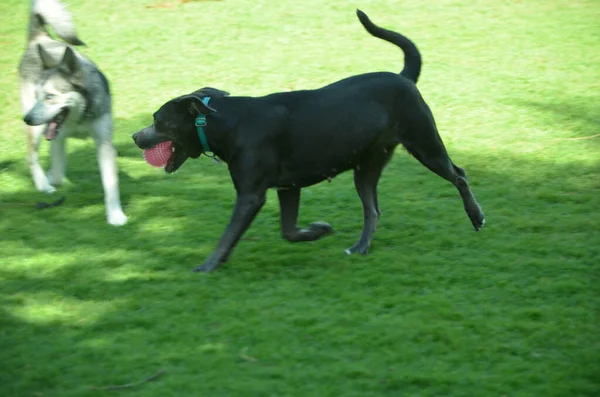Hunde Spielen Einem Bereich Der Für Hunde Reserviert Ist Southpointe — Stockfoto