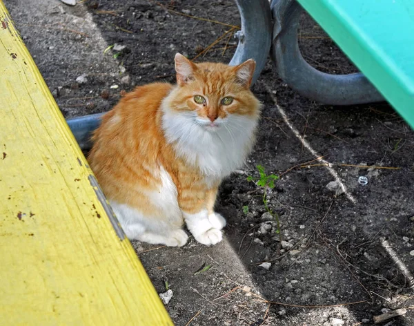 Dlouhosrstý Oranžový Bílý Kočičí Člen Divoké Kočičí Kolonie Virginia Key — Stock fotografie