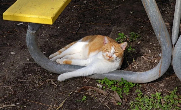 一头野生雌性短发橙色和白色胖胖的猫躺在野餐桌下的画像 — 图库照片