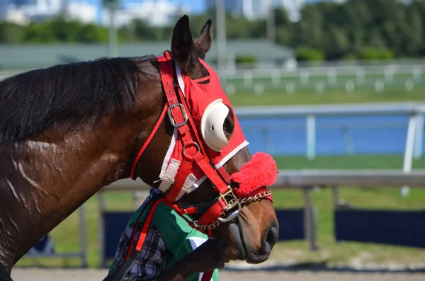 Closeup Portrait Racehorse Wearing Red Blinders — Stock Photo, Image