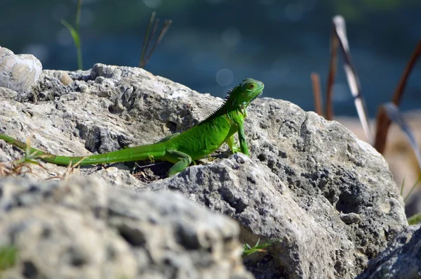 Iguana bebê — Fotografia de Stock