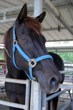 Portrait of an Old Racehorse clipart