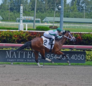 Kabarık Tüy arı kazanan