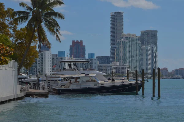 Kraliyet hindistan cevizi palmiyesi parlak mavi Florida gökyüzüne karşı.