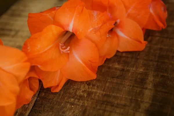 Closeup Gladiolus květina na dřevěné pozadí — Stock fotografie