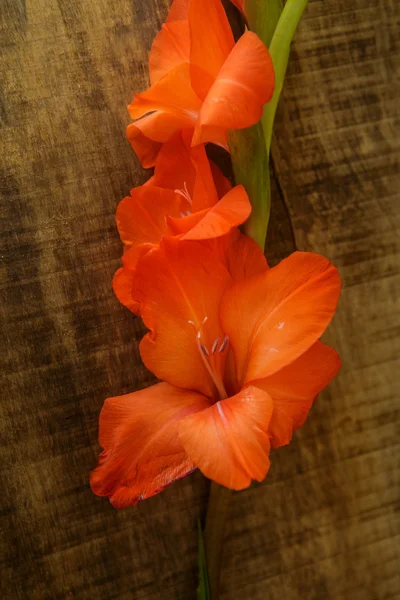 Крупный план Цветок гладиолуса в вертикальном положении — стоковое фото